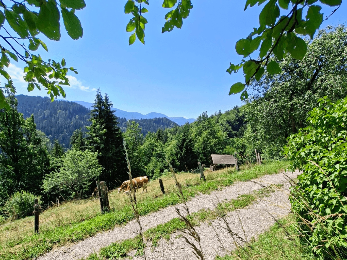 Kmetija Kolar-Pastirska koča-Slika 2 Neokrnjena narava pastirske koče