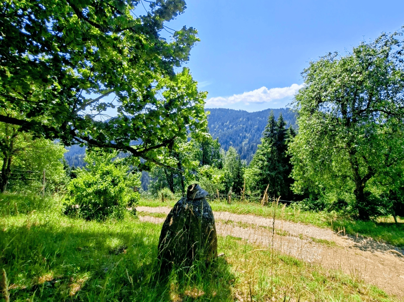 Kmetija Kolar-Pastirska koča-Slika 3 Pot na pastirsko kočo
