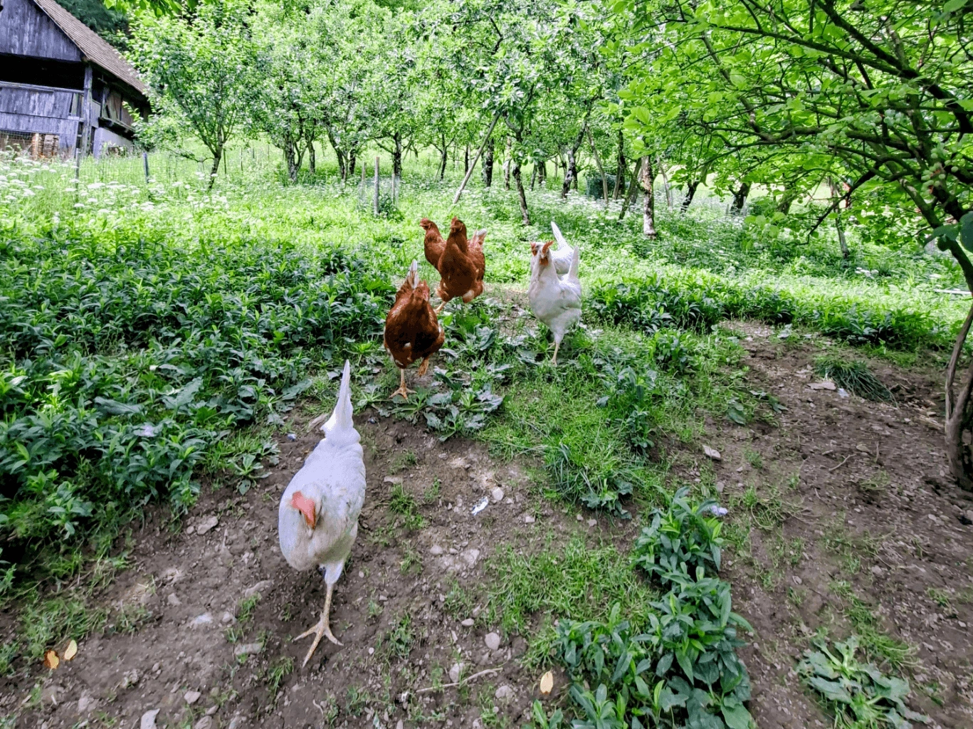 Kmetija Kolar-Živali slika 1 Kokoške