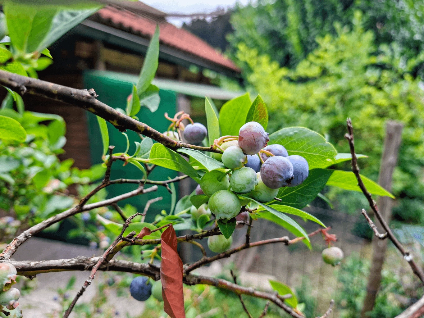 Zelenjava in sadje-Borovnice Borovnice