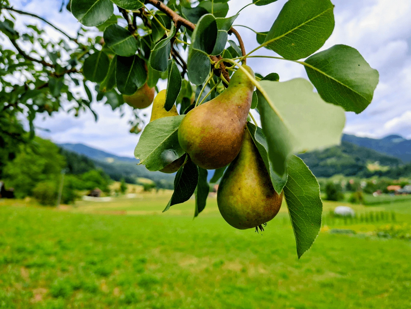 Zelenjava in sadje-Hruške Hruške na drevesu